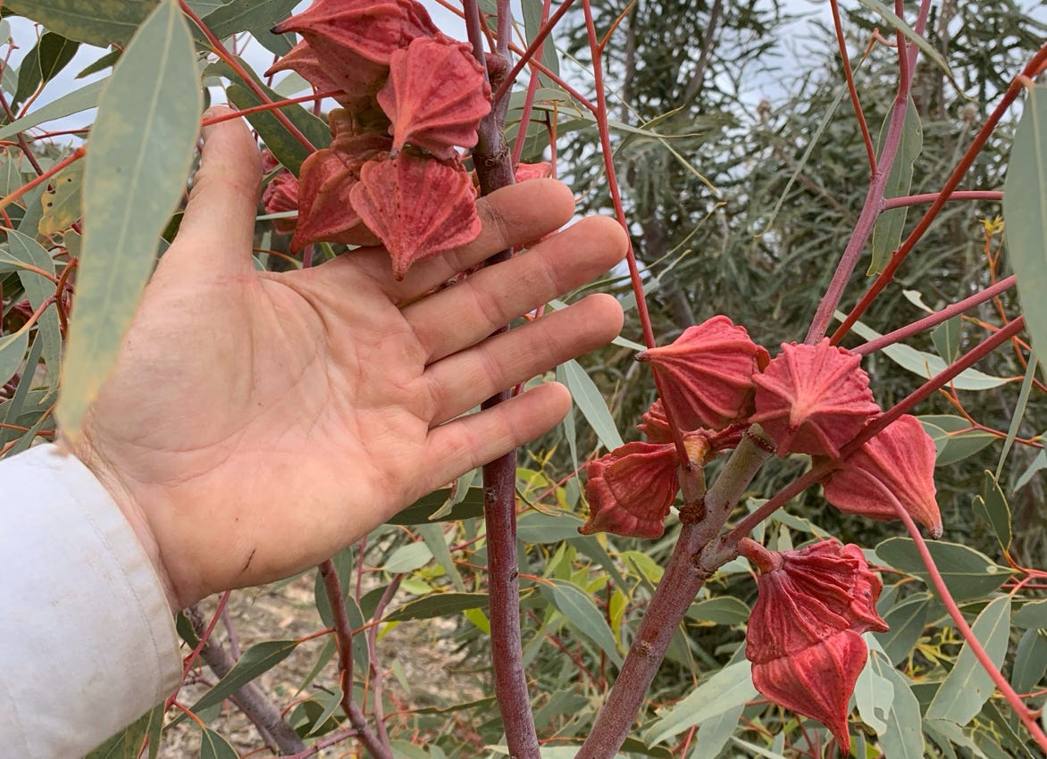 A naturally dwarf large flowered mallee from the Pilbara