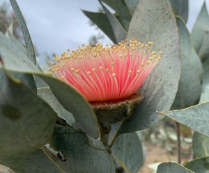 Green Succulent Flower