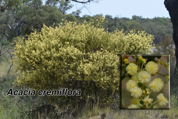 Attractive rounded shrub 1-1.5mH x 2mW with green circular foliage on arching branches. Cream flowers in late spring. Hardy in a range of soil types in full sun or part shade. Withstands dryness and frosts. 